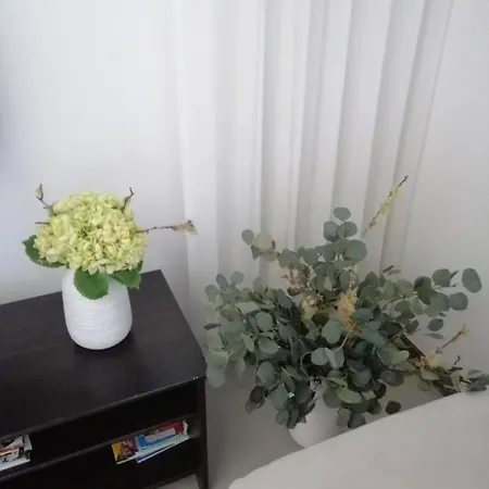 Shearwaters - Sounds Of The Sea * Funchal (Madeira)