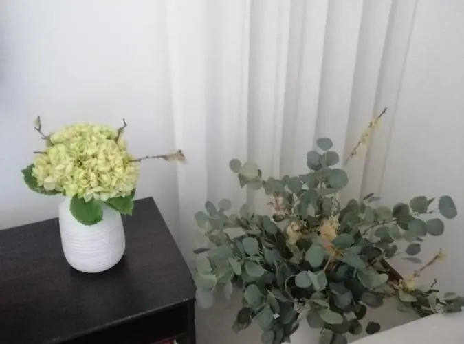 Shearwaters - Sounds Of The Sea * Funchal (Madeira)